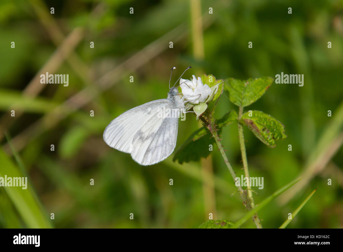 Leptidea sinapis, ou le papillon blanc bois Banque D'Images