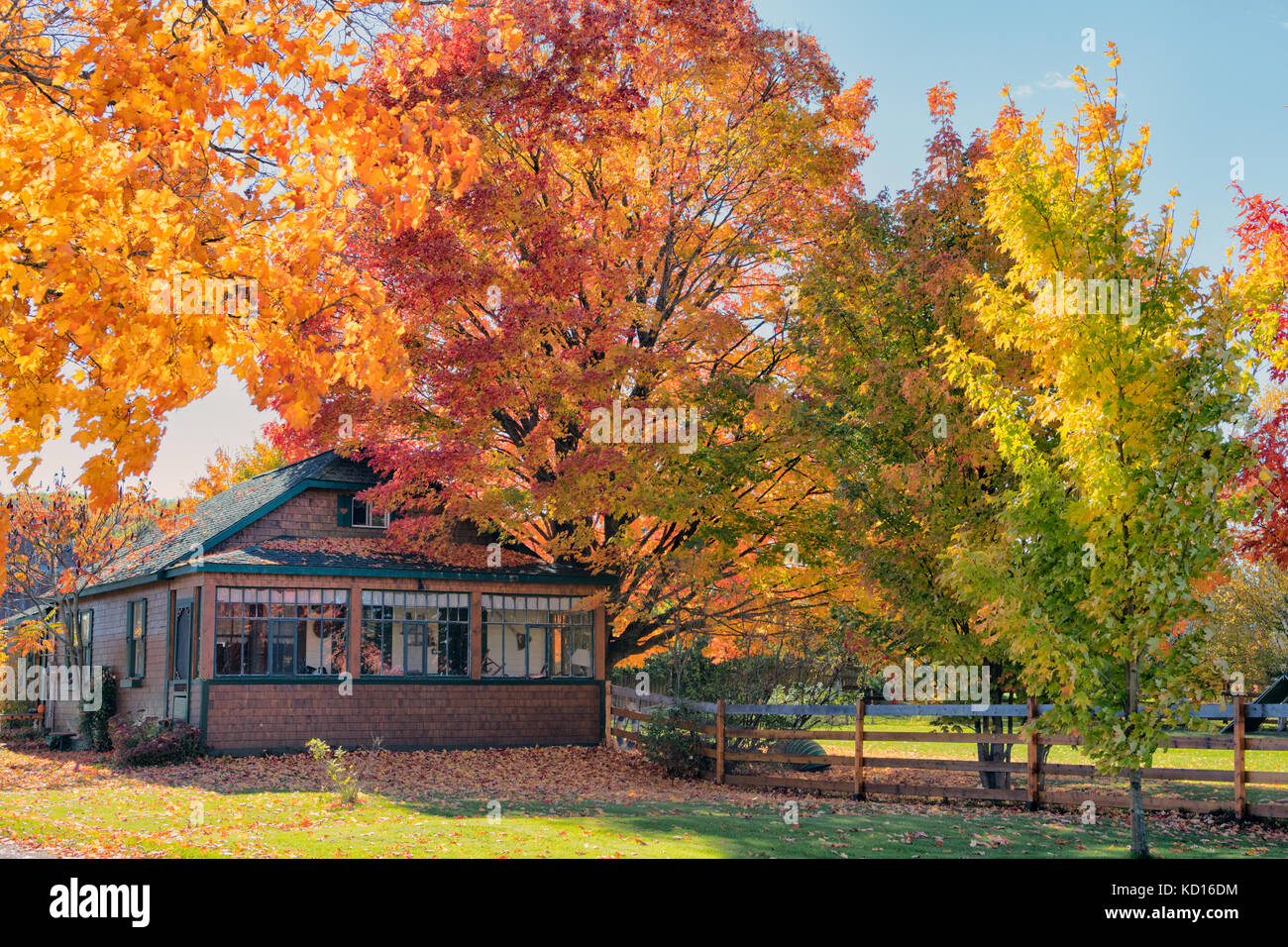 Maison et arbre d'érable, Waterford Road, Sussex, comté de Kings, Nouveau-Brunswick, Canada Banque D'Images