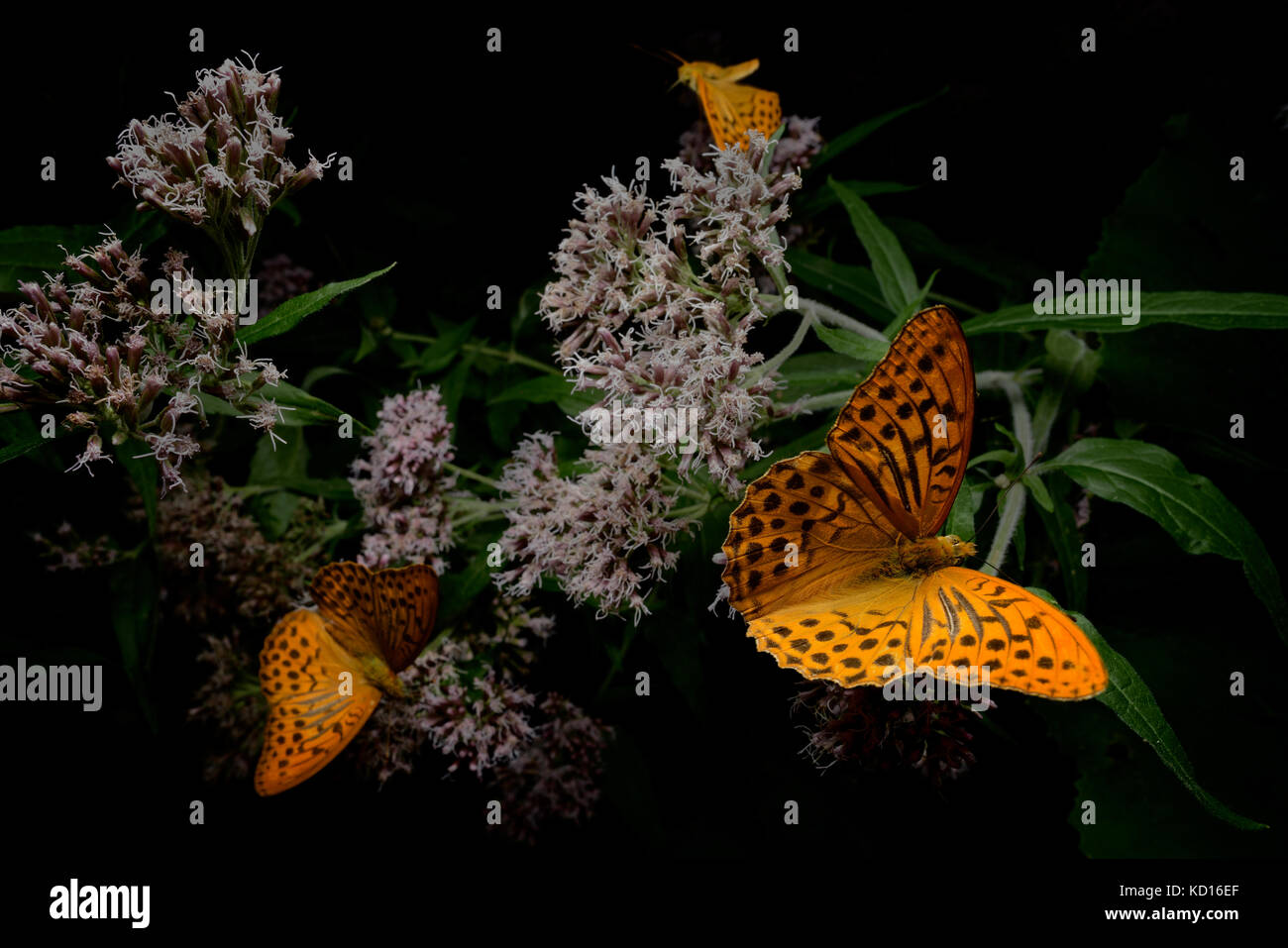 Papillons sur fleurs - Lycaena alciphron Banque D'Images