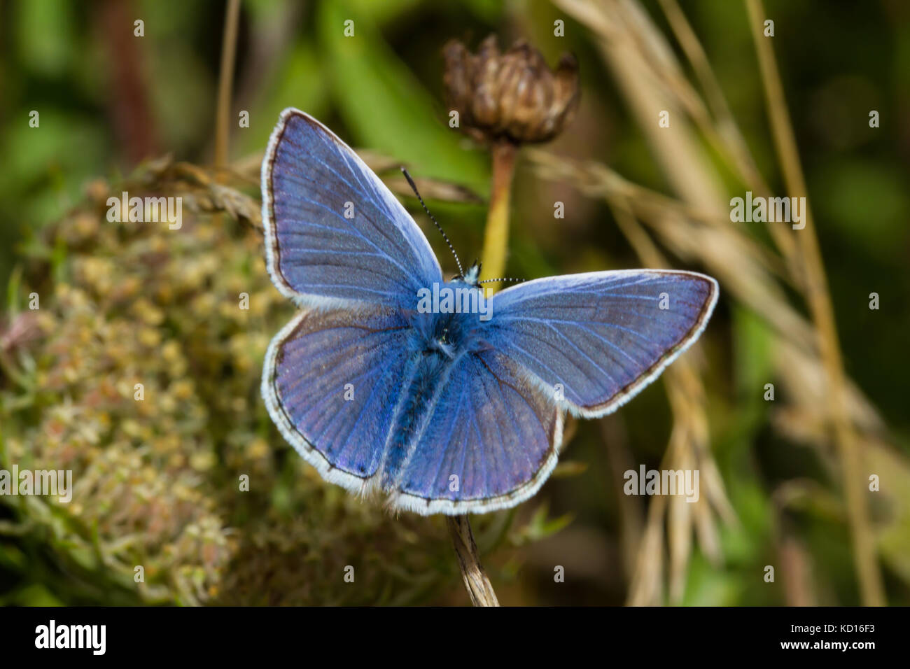 Papillon bleu commun reposant Banque D'Images