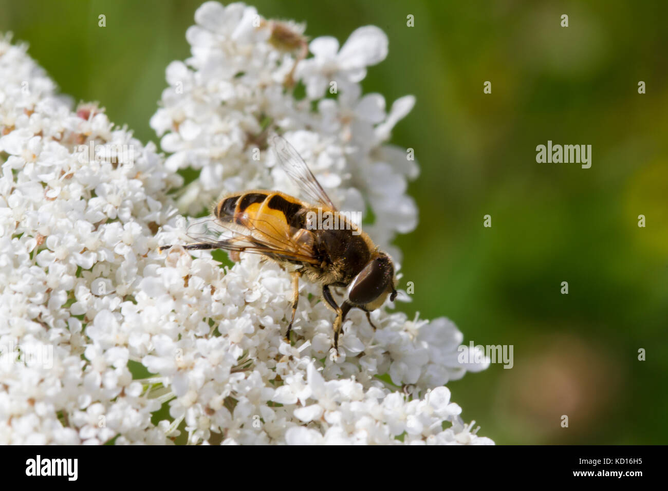 Eristalis arbustorum nectar sur les fleurs Banque D'Images