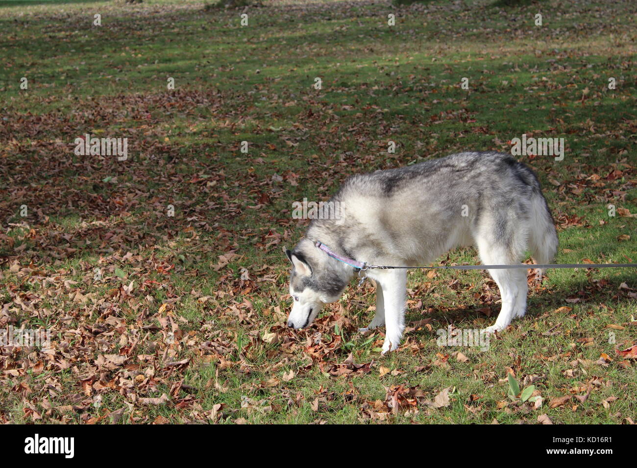 Un Husky Sibérien malamute chien en laisse avec son propriétaire en dehors sur l'herbe Banque D'Images