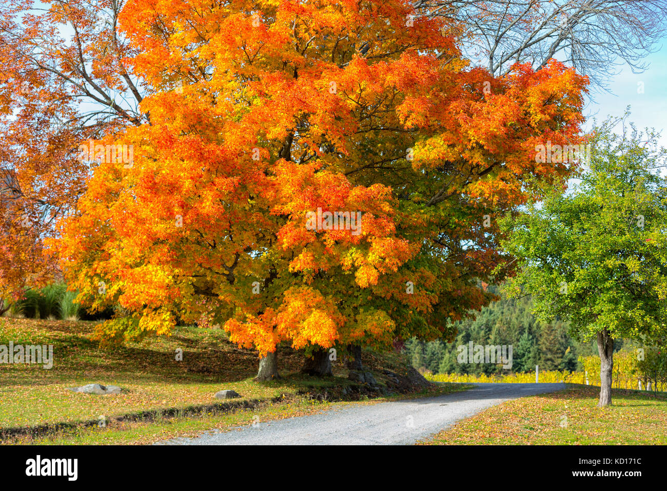 Feuillage d'automne, Gillis Winery, Belleisle, Nouveau-Brunswick, Canada Banque D'Images
