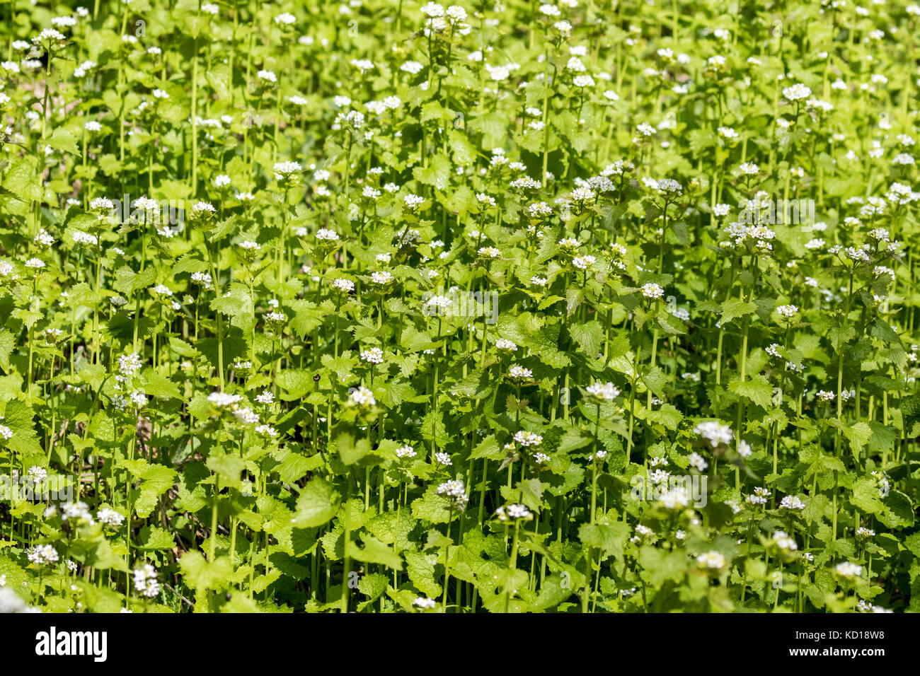 L'alliaire officinale (Alliaria petiolata) une mauvaise herbe envahissante introduite en Europe de l'Amercan - ce patch a été trouvé dans le parc de Cudia dans les falaises de Scarborough de l'est de Toronto, Ontario, Canada Banque D'Images