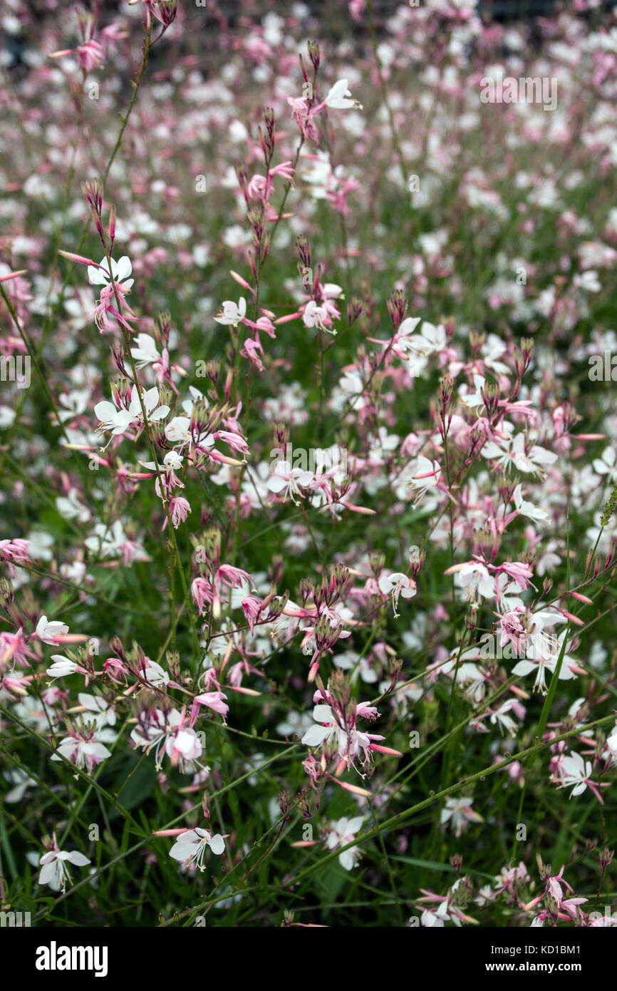 Vue rapprochée de la London Pride, Saxifraga × urbium fleur sur un jardin. Banque D'Images