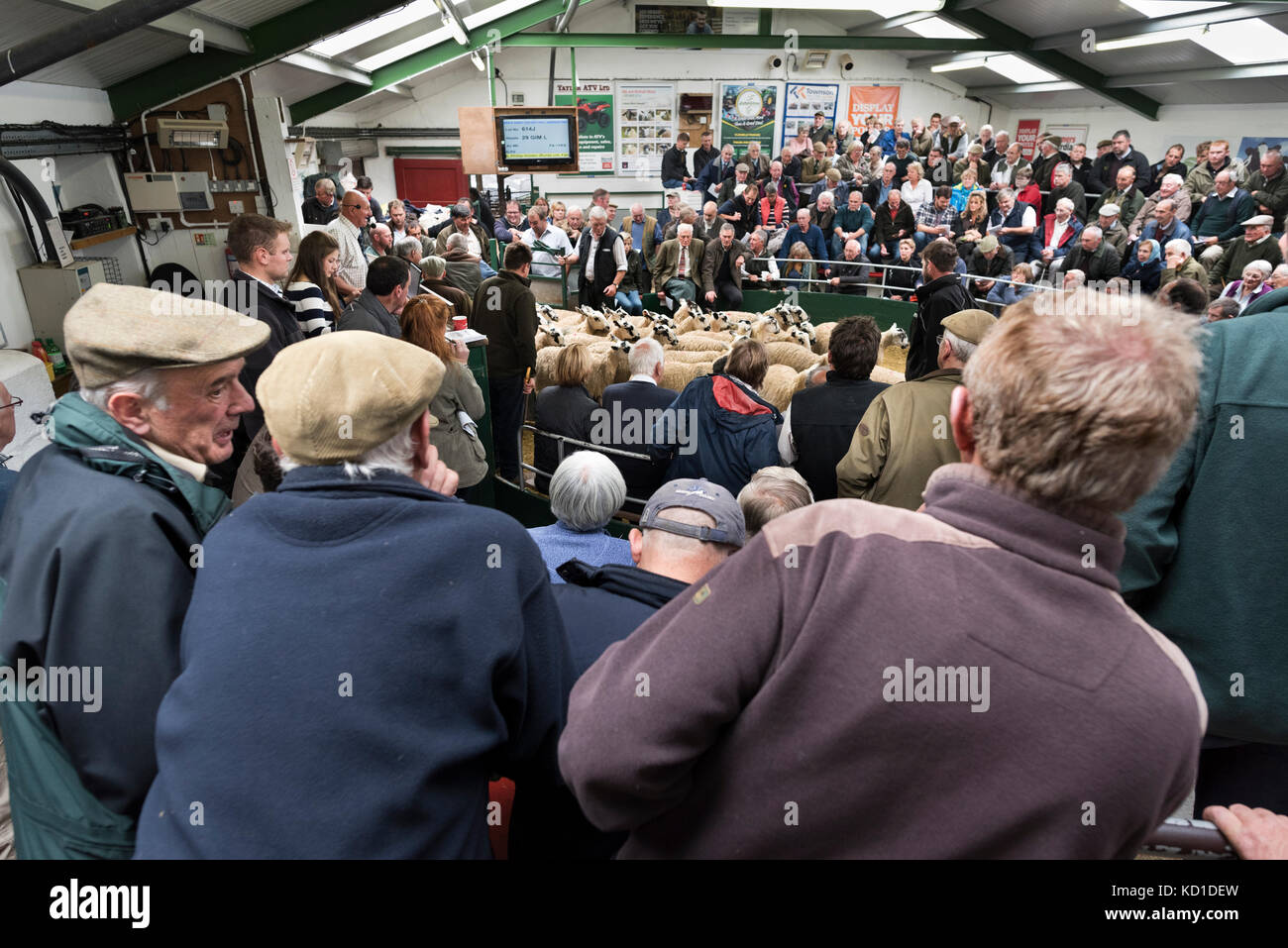 Deux grands jours et la vente des agneaux à mule gimmer Hawes Auction mart, North Yorkshire, UK Banque D'Images