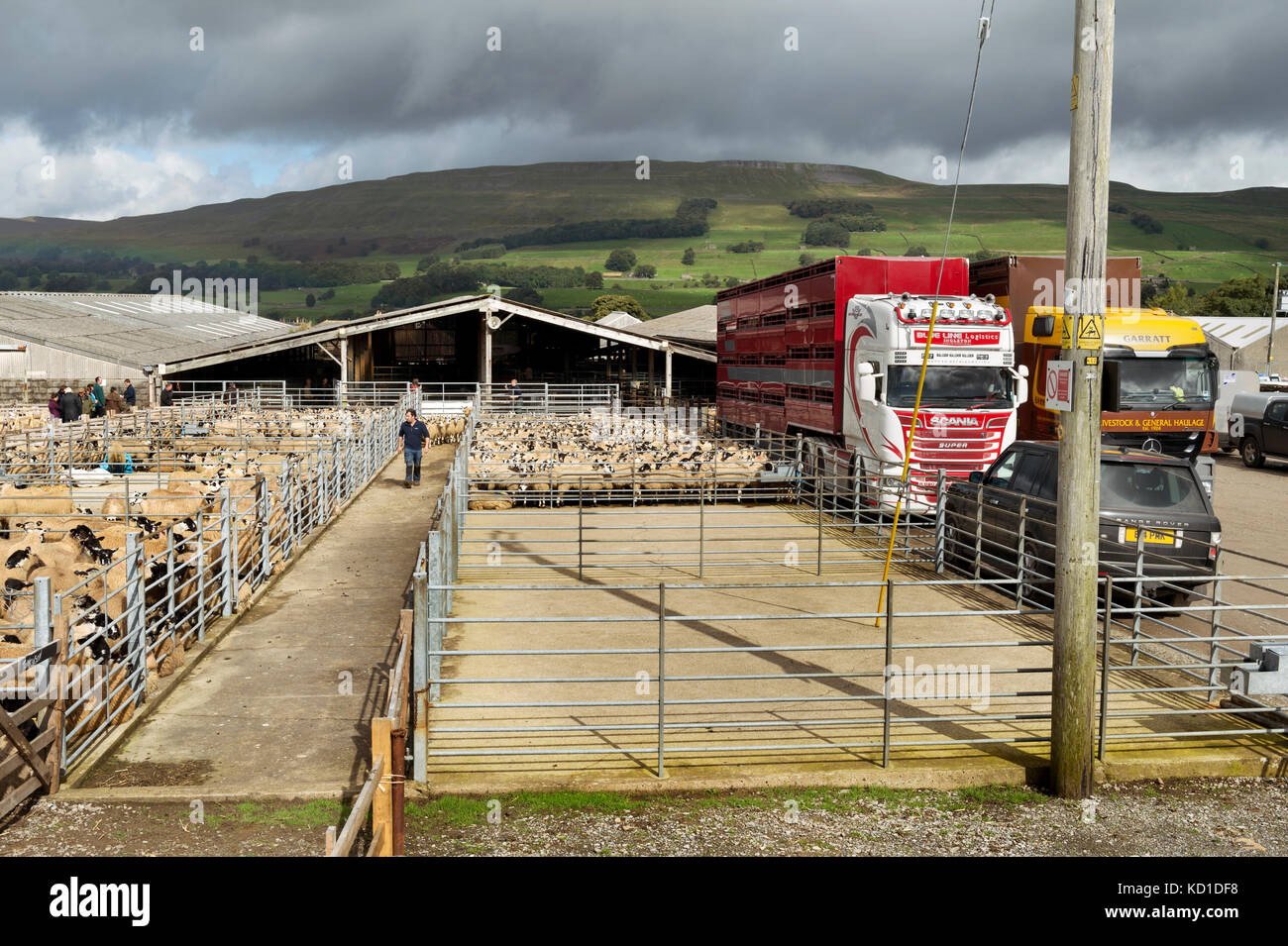 Deux grands jours et la vente des agneaux à mule gimmer Hawes Auction mart, North Yorkshire, UK Banque D'Images