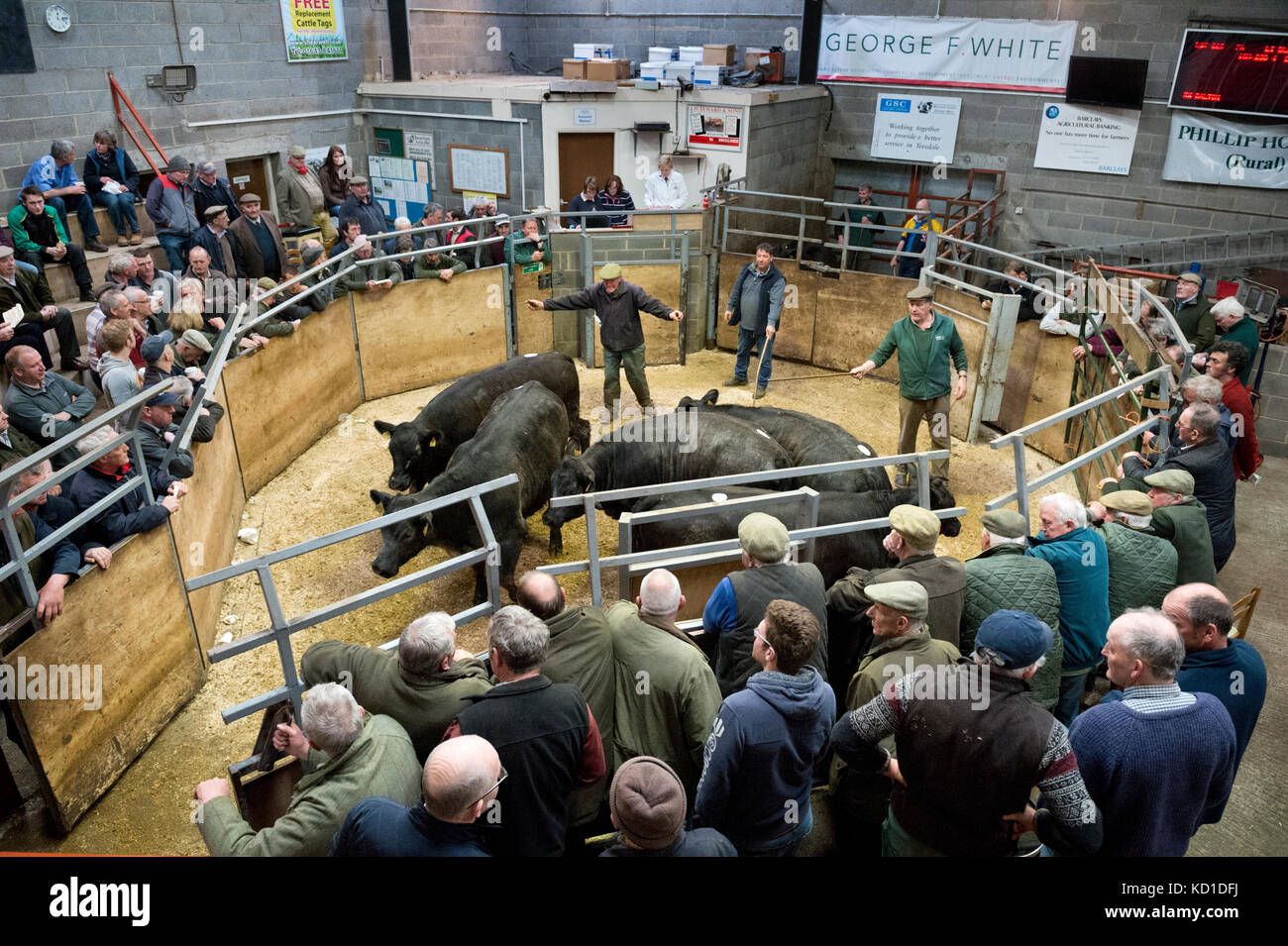 La mise aux enchères de bétail dans le ring à Barnard Castle Auction Mart, County Durham, Royaume-Uni Banque D'Images