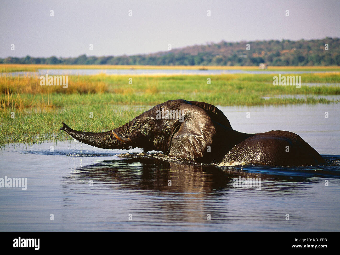 L'Afrique. Le Botswana. Parc National de Chobe. La faune. Le bain des éléphants dans la rivière. Banque D'Images