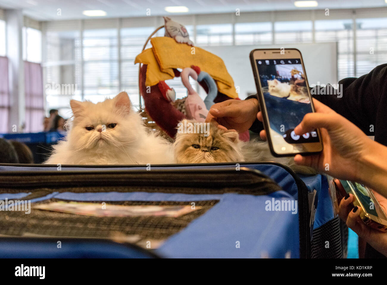 Photographier des personnes non identifiées, deux chats de race pure avec les téléphones portables et smartphones caméra Banque D'Images