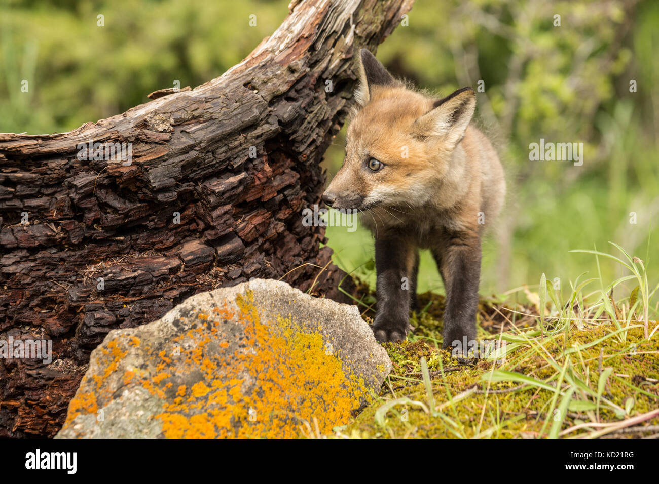 Kits de Red Fox debout à côté de sa tanière, près de Bozeman, Montana, USA. Des animaux en captivité. Banque D'Images