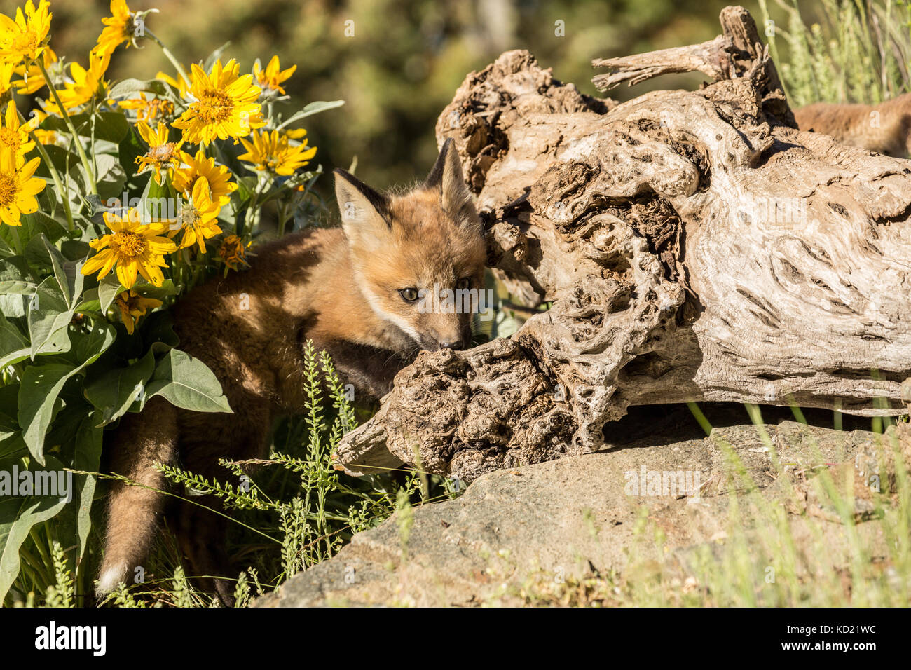 Kit Red Fox sniffing un journal au-dessus de son terrier, près de Bozeman, Montana, USA. Les fleurs sauvages sont Arrowleaf deltoïdes. Des animaux en captivité. Banque D'Images