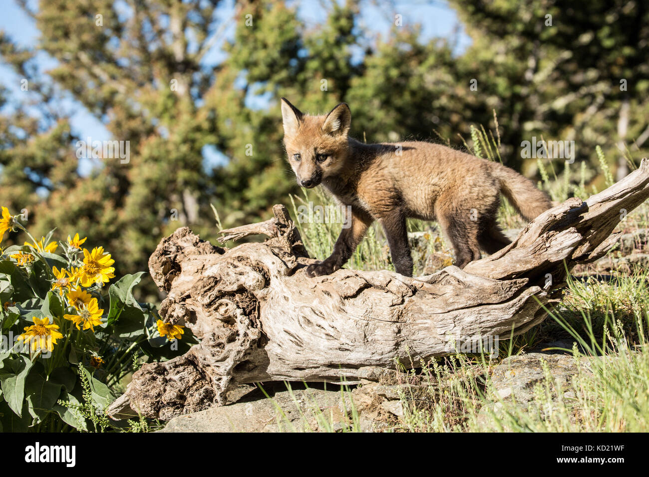 Red Fox sur un kit de connexion au-dessus de sa tanière, près de Bozeman, Montana, USA. Les fleurs sauvages sont Arrowleaf deltoïdes. Des animaux en captivité. Banque D'Images