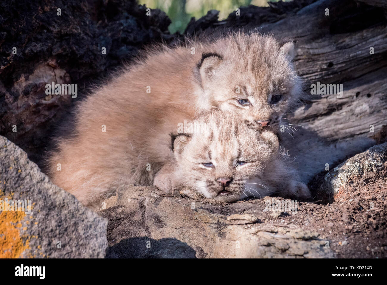 Lynx du Canada deux chatons câlins ensemble pour garder au chaud, près de Bozeman, Montana, USA. Des animaux en captivité. Banque D'Images