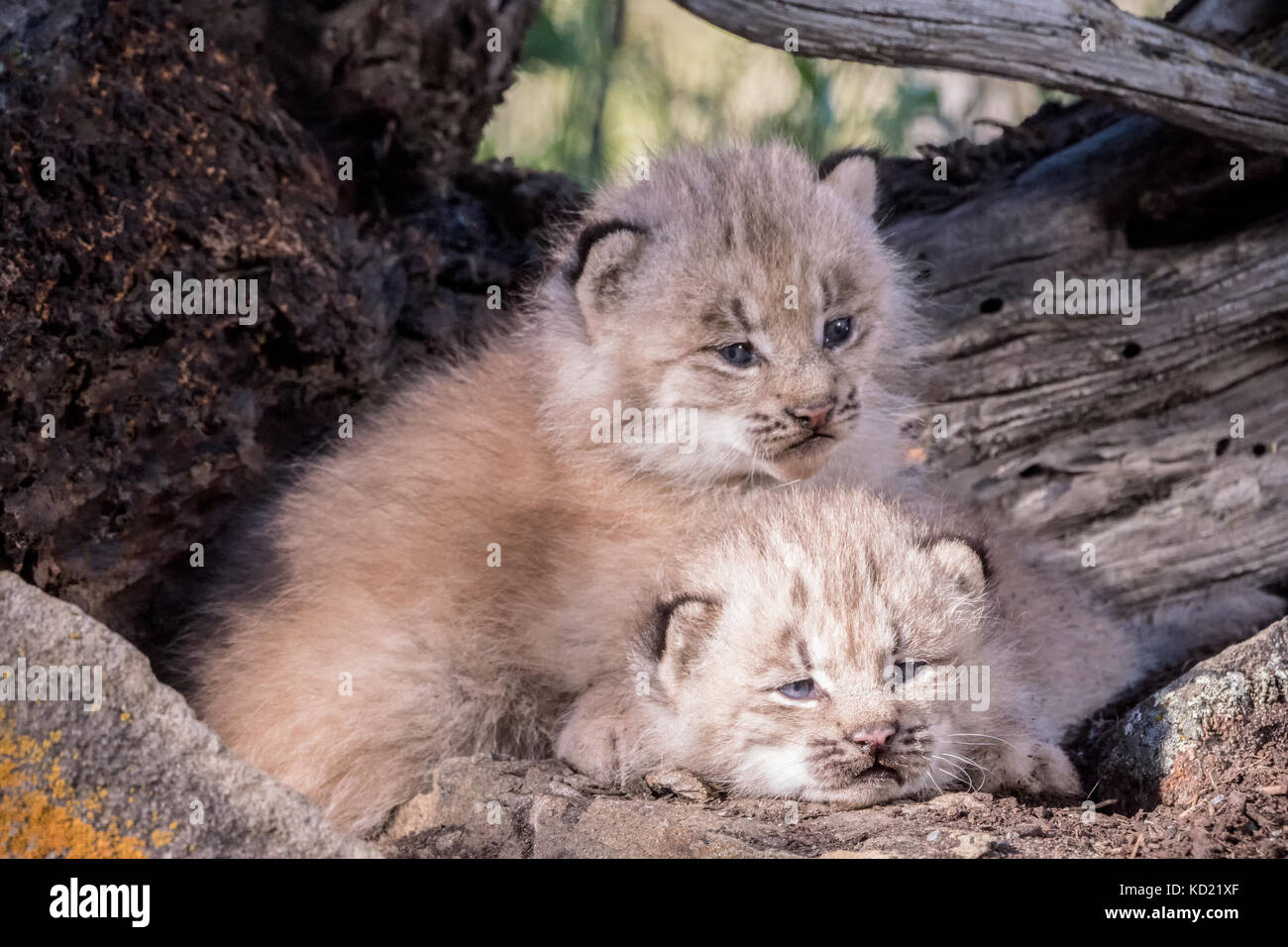 Lynx du Canada deux chatons câlins ensemble pour garder au chaud, près de Bozeman, Montana, USA. Des animaux en captivité. Banque D'Images