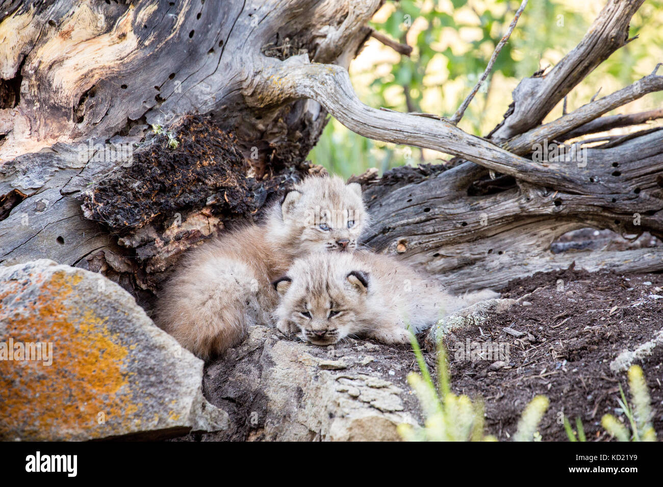 Lynx du Canada deux chatons câlins ensemble pour garder au chaud, près de Bozeman, Montana, USA. Des animaux en captivité. Banque D'Images