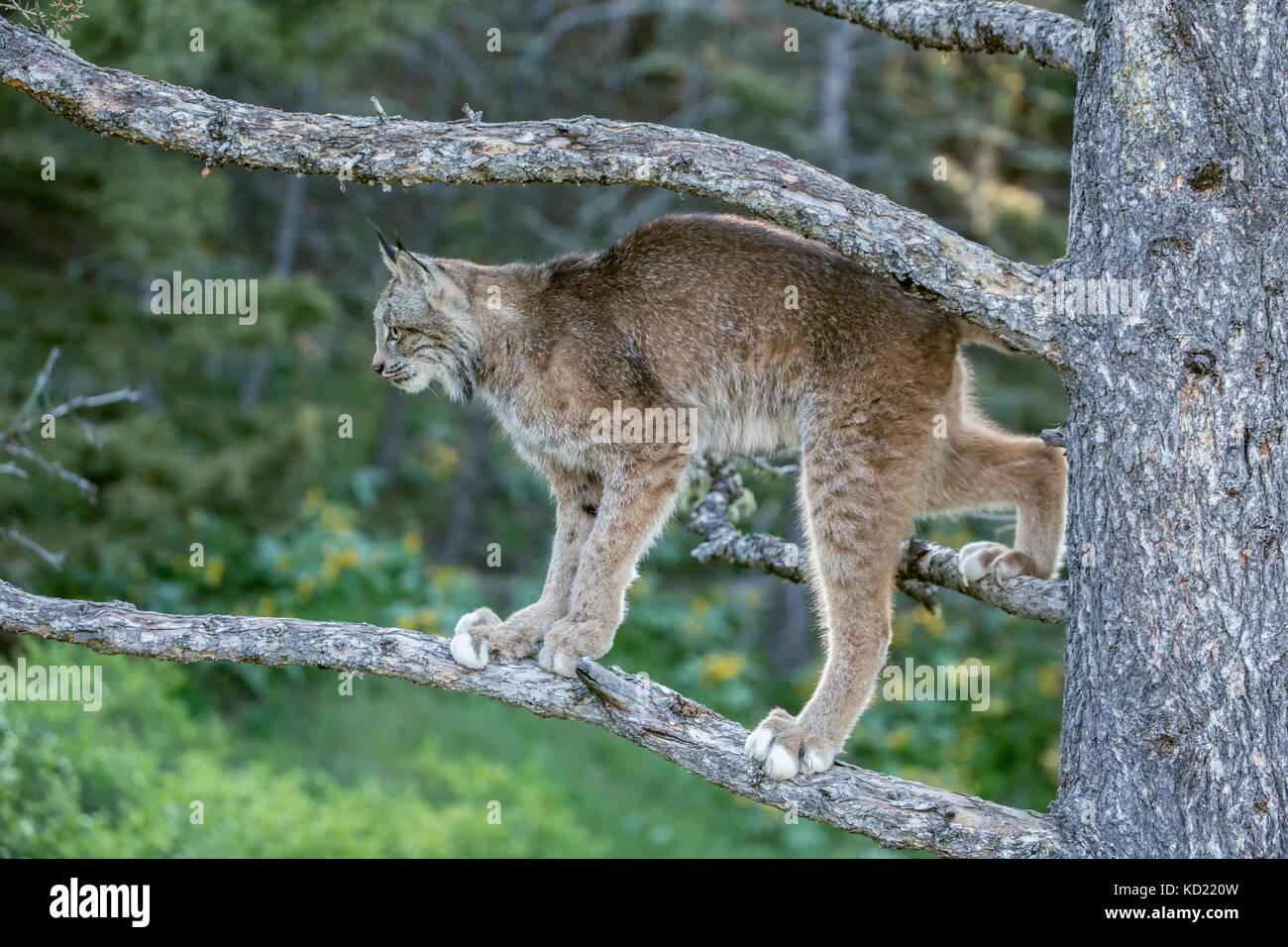 Lynx du Canada adultes l'escalade dans un arbre près de Bozeman, Montana, USA. Des animaux en captivité. Banque D'Images