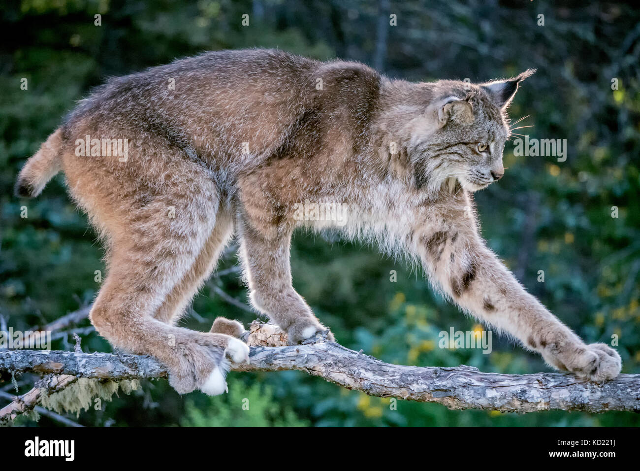 Lynx du Canada adultes escalade sur une branche près de Bozeman, Montana, USA. Des animaux en captivité. Banque D'Images