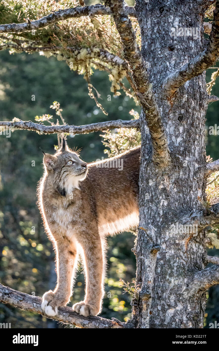 Lynx du Canada adultes l'escalade dans un arbre près de Bozeman, Montana, USA. Des animaux en captivité. Banque D'Images