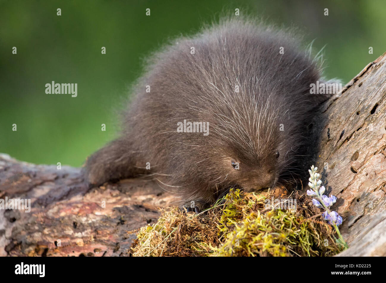 Commune de bébé (porcupette Porcupine ou pup) escalade un arbre mort près de Bozeman, Montana, USA. Des animaux en captivité. Banque D'Images