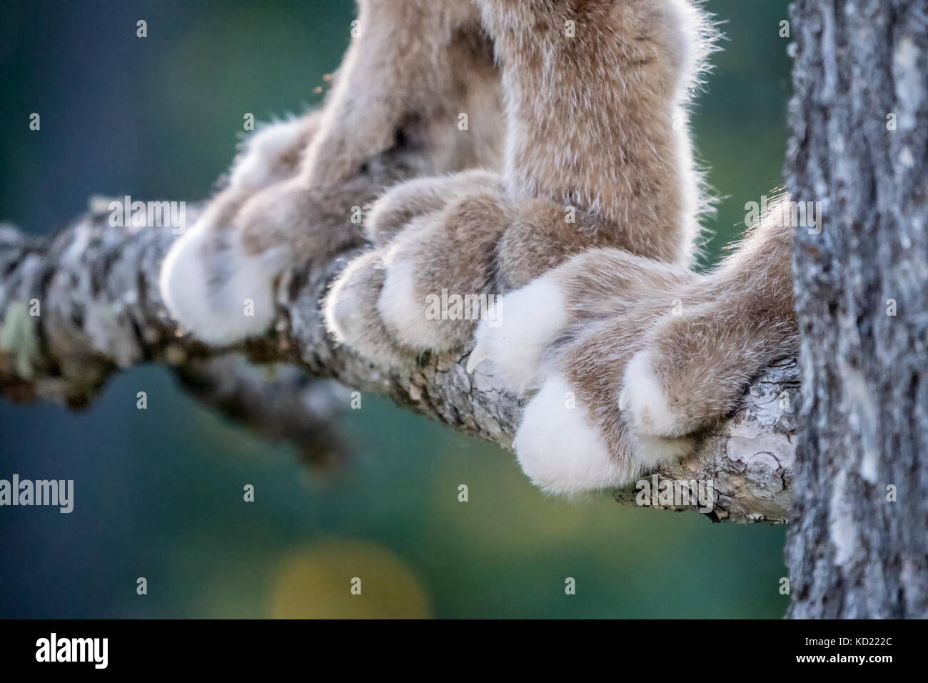 Close-up of les pattes d'un Lynx du Canada dans un arbre à Bozeman, Montana, USA. Elles sont équipées d'une épaisse fourrure et exceptionnellement grandes pattes. Le r Banque D'Images
