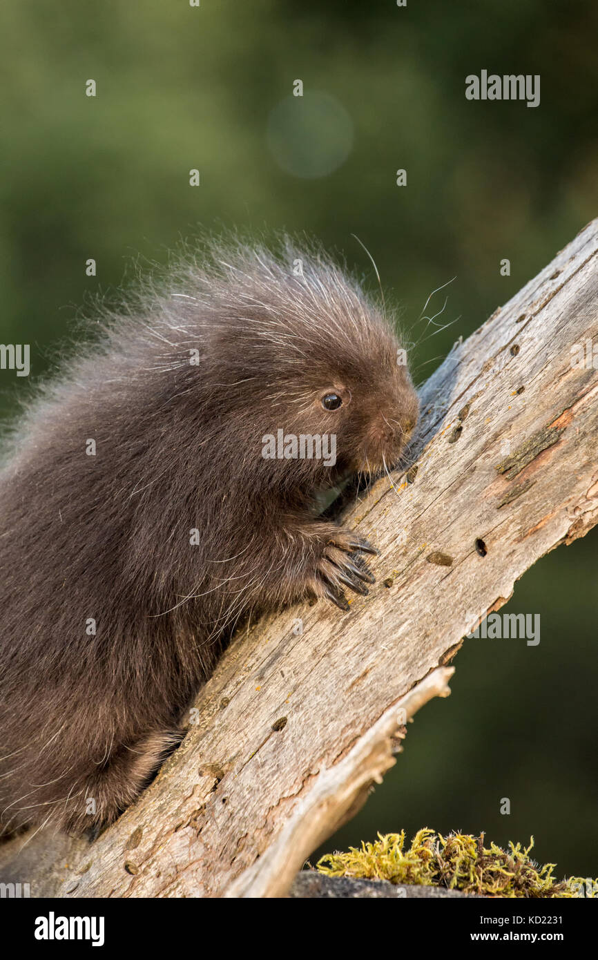 Commune de bébé (porcupette Porcupine ou pup) escalade un arbre mort près de Bozeman, Montana, USA. Des animaux en captivité. Banque D'Images