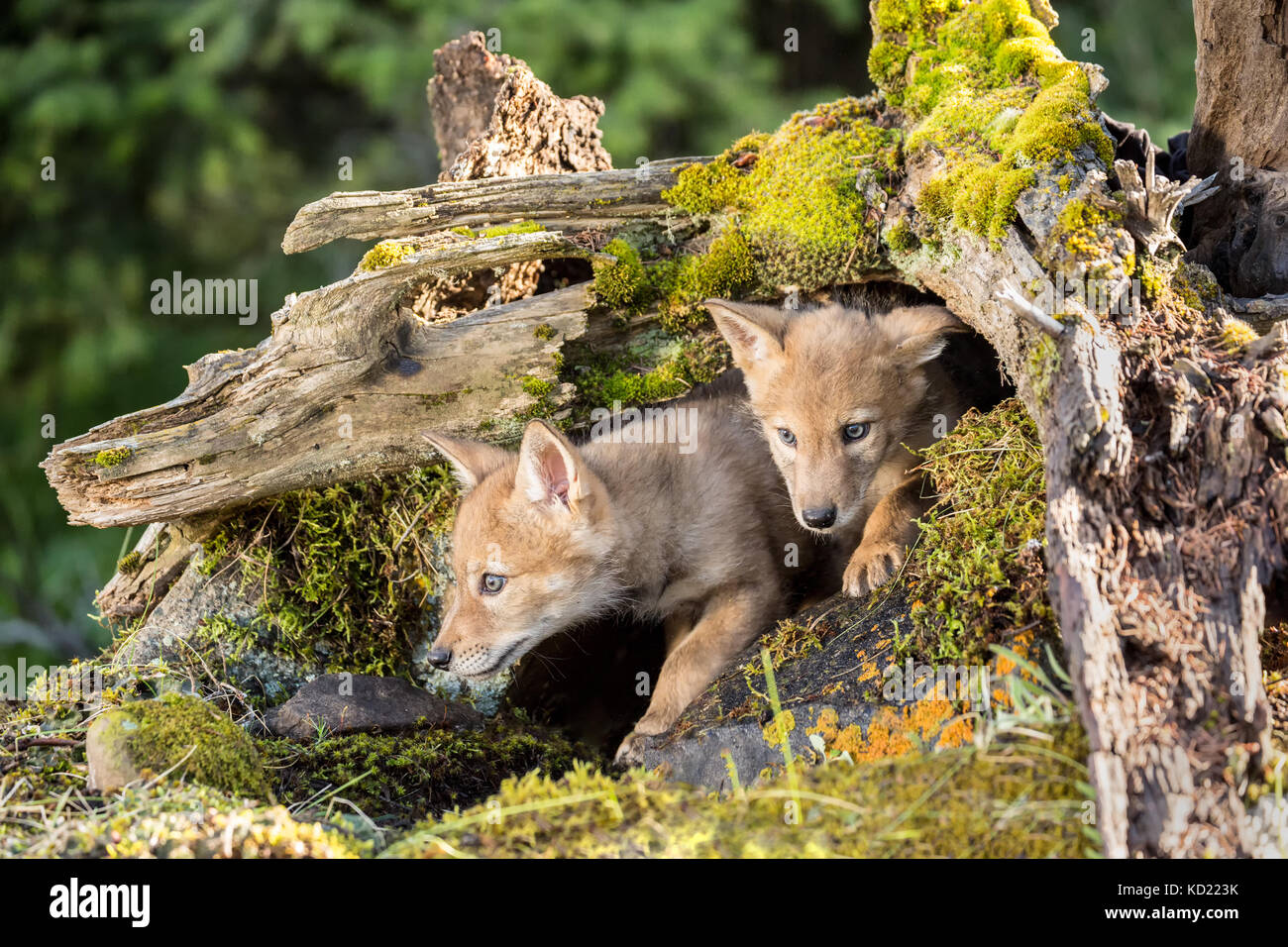 Deux petits loups gris à partir de leur entrée à den Bozeman, Montana, USA. Des animaux en captivité. Banque D'Images