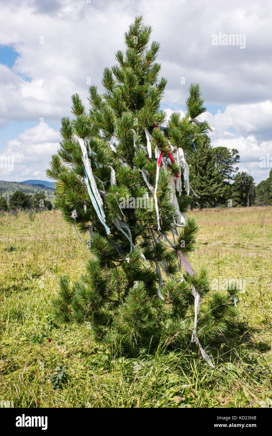 Sapin sur l'Altai, arbre chaman Banque D'Images