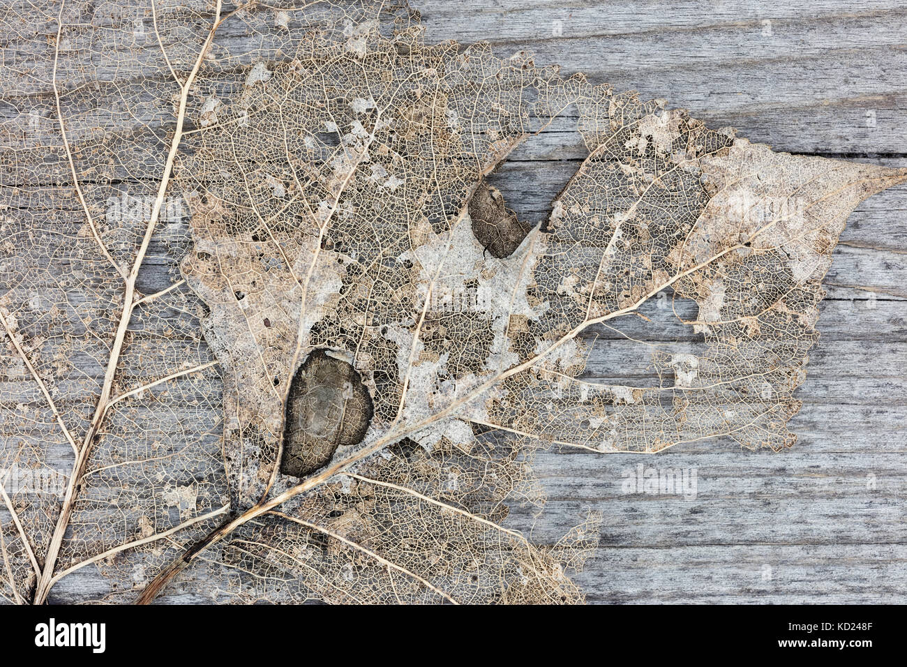 Feuille sèche d'automne sur les planches de bois. Vue détaillée de feuilles séchées de skeleton. Banque D'Images