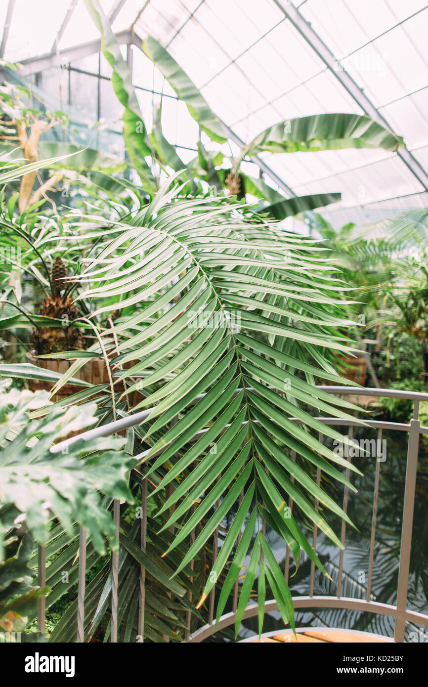 Vue verticale de la feuille de palmier entouré par d'autres plantes. Banque D'Images