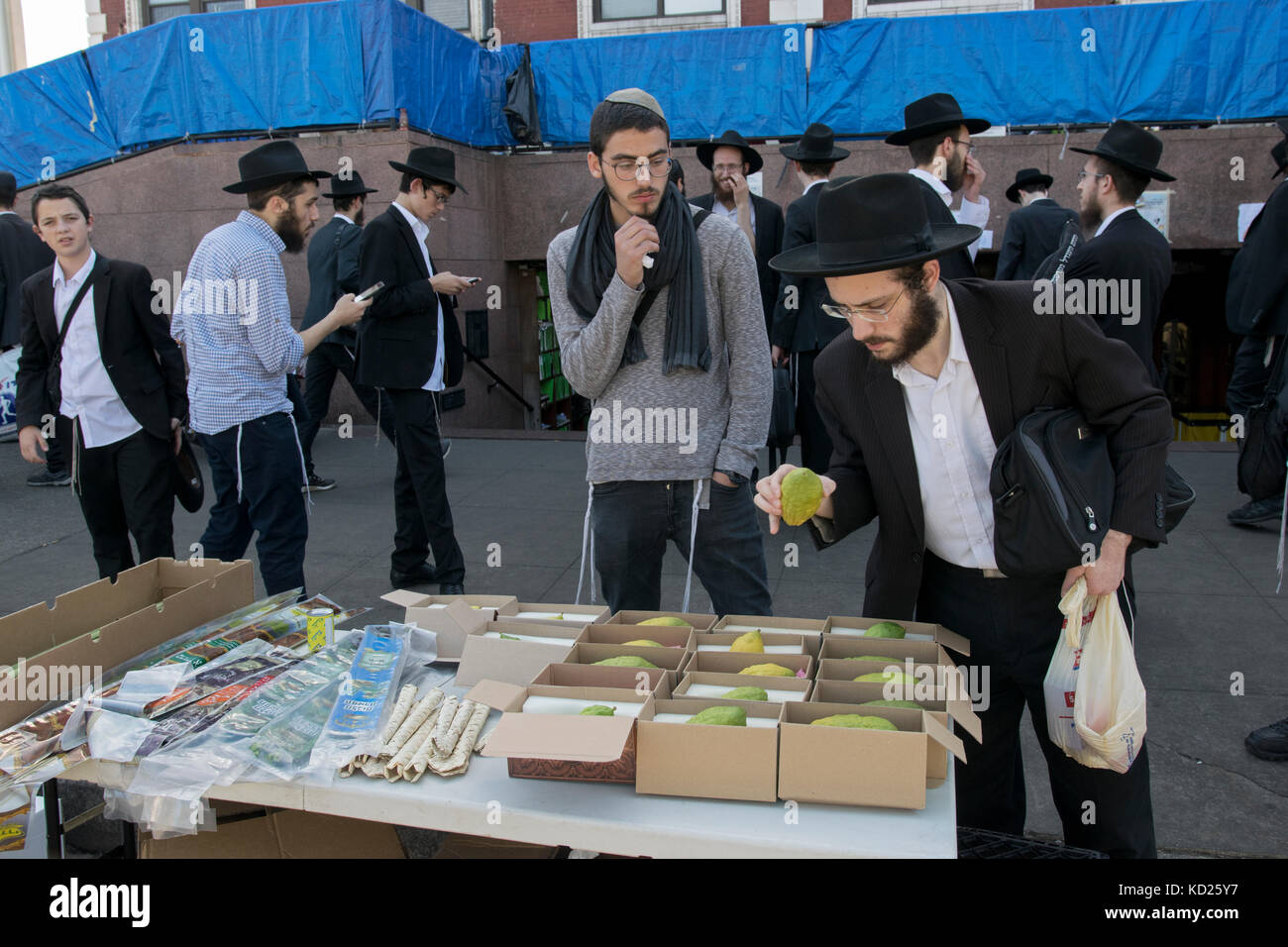 Un homme juif religieux de la sélection d'un d'acheter pour l'esrog de Souccot. En face de Loubavitch siège à Crown Heights, Brooklyn, New York. Banque D'Images