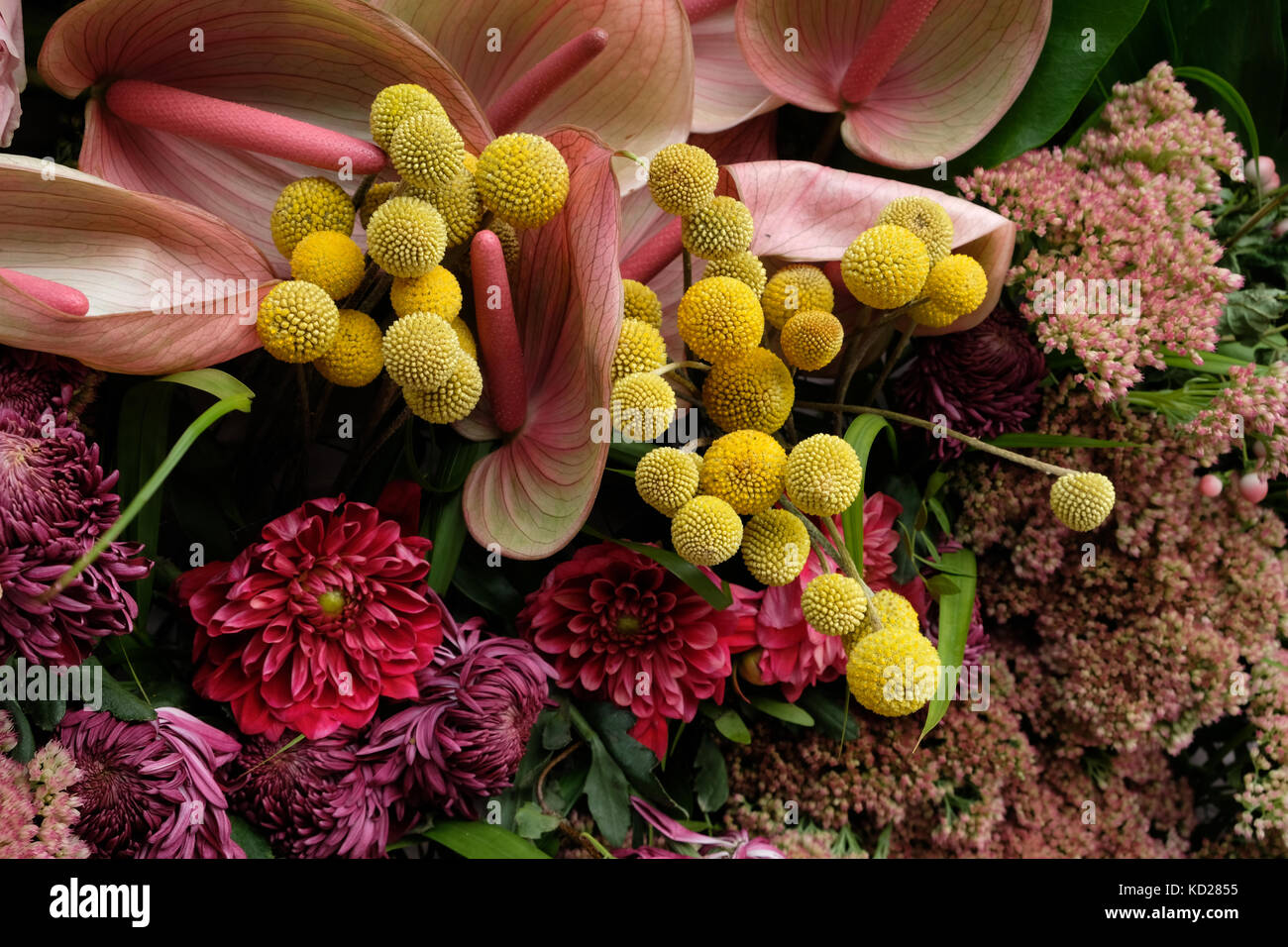 Fleurs jaune craspedia (aussi connu sous le nom de Billy boutons ou woollyheads), avec roses, anthurium,chrysanthème et sedum fleurs. Banque D'Images