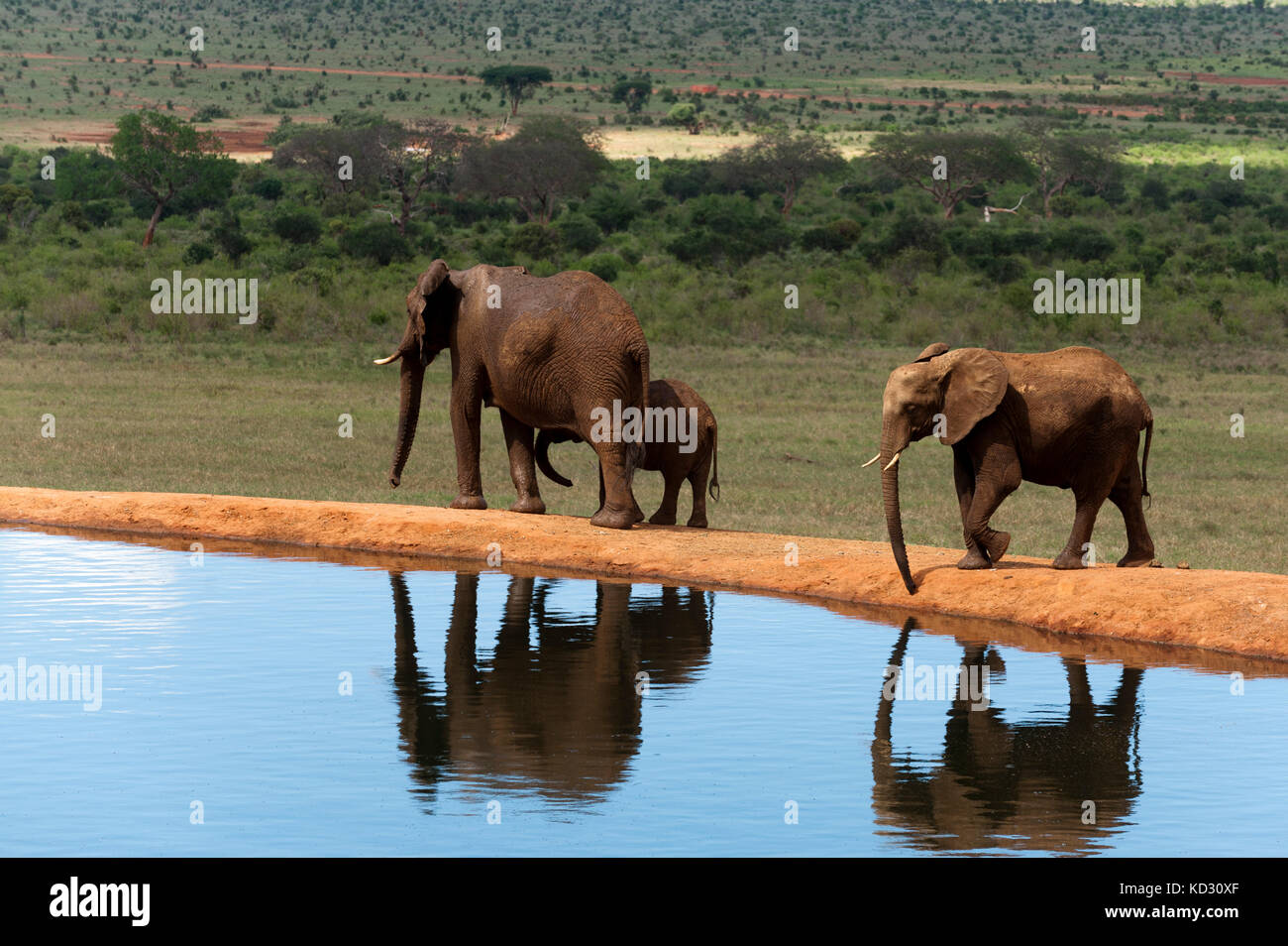 Les éléphants (Loxodonta africana), l'Est de Tsavo National Park, Kenya Banque D'Images