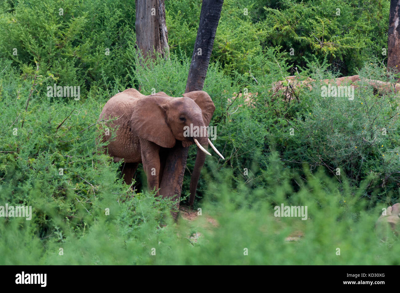Les éléphants (Loxodonta africana), l'Est de Tsavo National Park, Kenya Banque D'Images