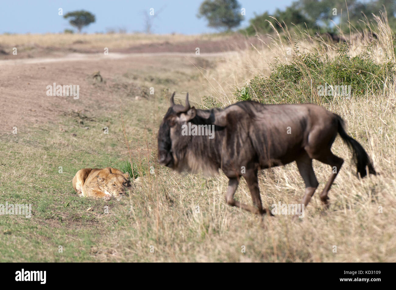 Lioness (Panthera leo) prêt à attaquer un Gnou (Connochaetes taurinus), Masai Mara, Kenya Banque D'Images