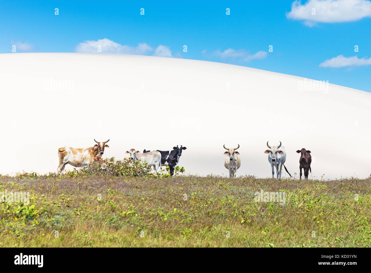 Les vaches dans le parc national de Jericoacoara, Ceara, Brésil, Amérique du Sud Banque D'Images