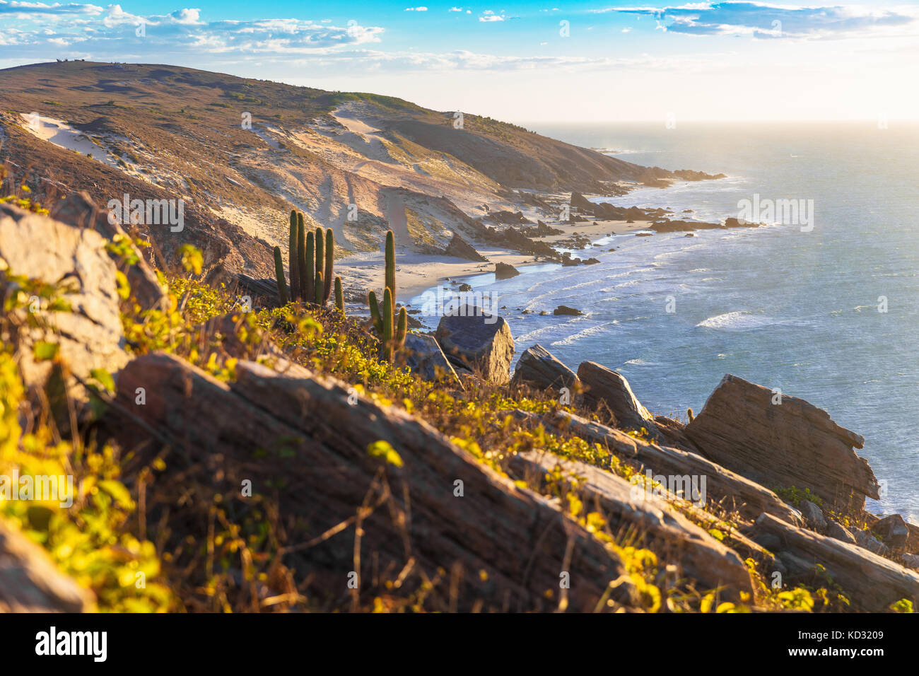 Les cactus qui poussent sur côté falaise, parc national de Jericoacoara, Ceara, Brésil, Amérique du Sud Banque D'Images