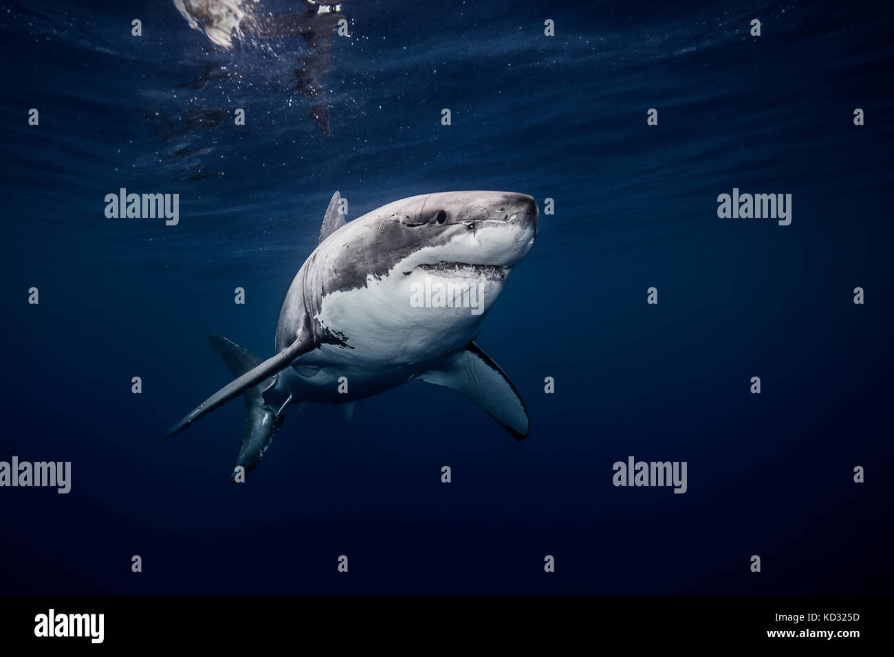 Sous-vue de requin blanc la natation dans la mer bleue, Sinaloa, Mexique Banque D'Images