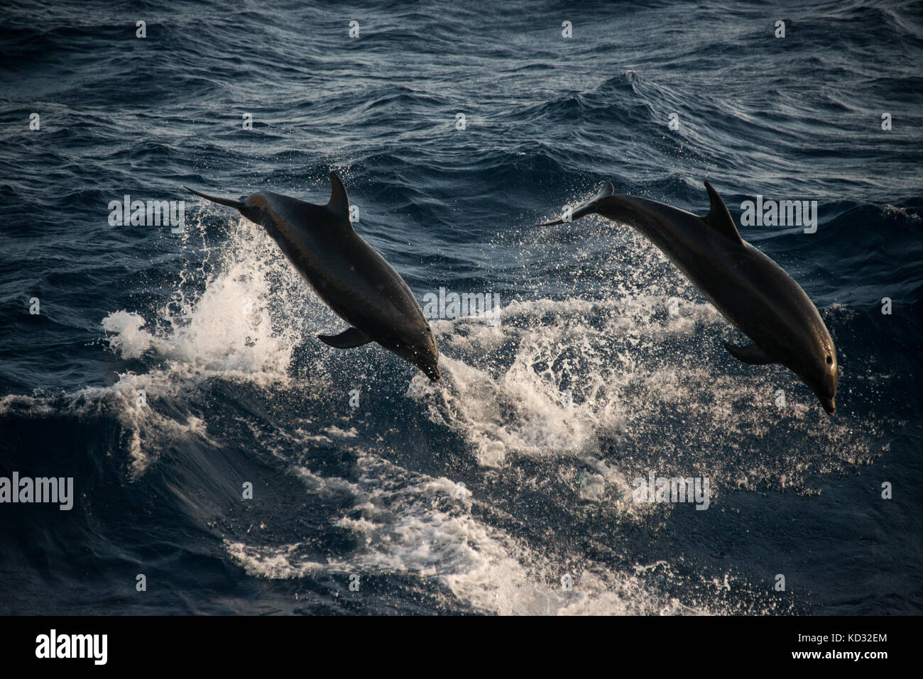 Les grands dauphins faisant sauts acrobatiques, Guadalupe, Mexique Banque D'Images