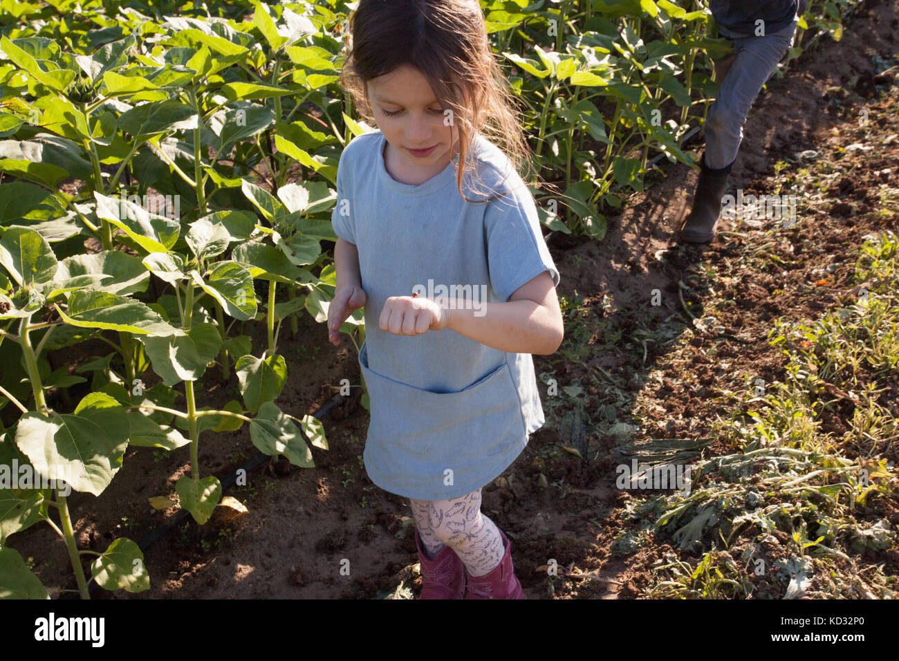 Jeune fille qui marche à la ferme, à la coccinelle à la main sur Banque D'Images