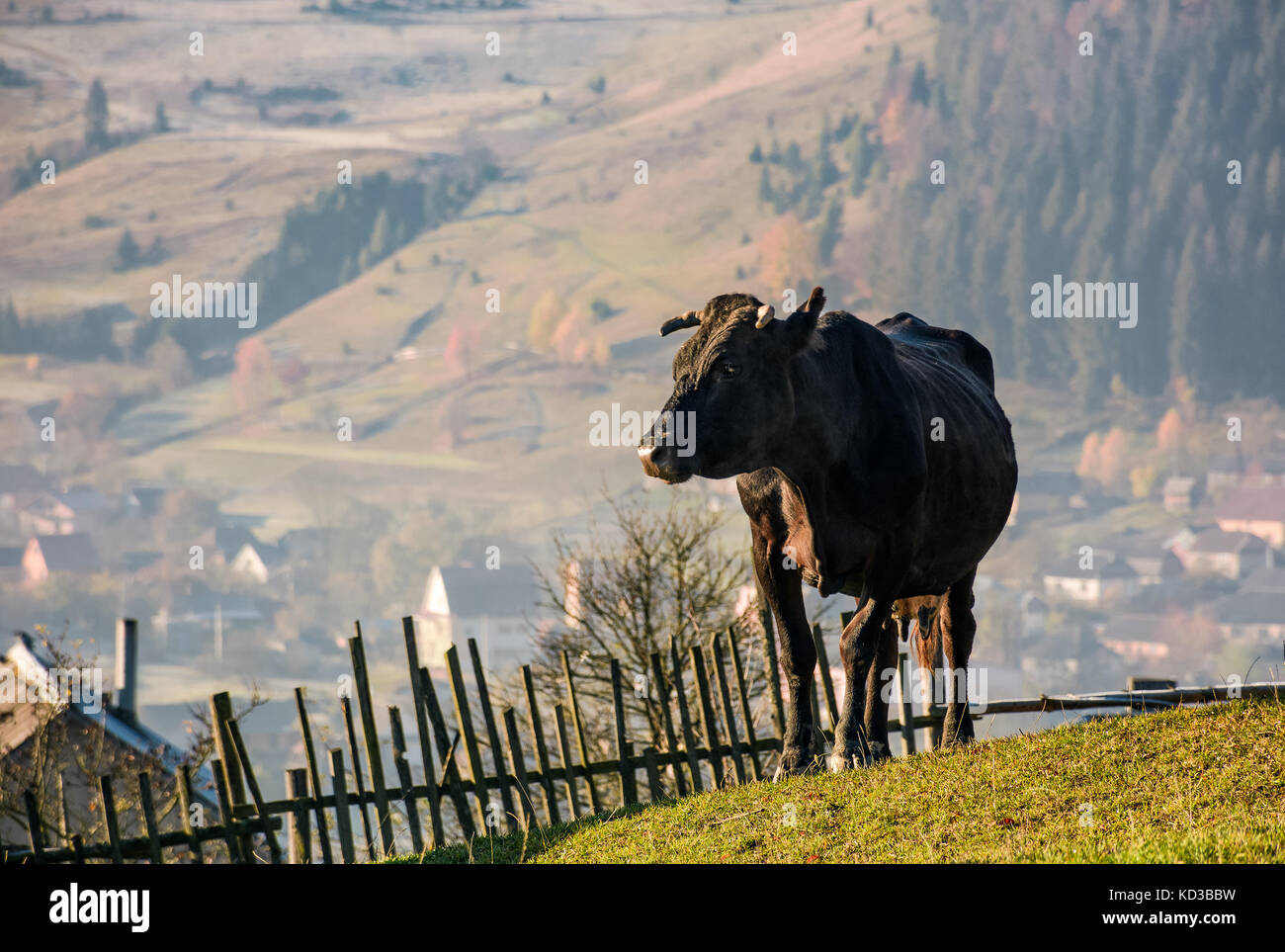 Vache noire sur la colline herbeuse au-dessus du village. belle campagne scenery Banque D'Images