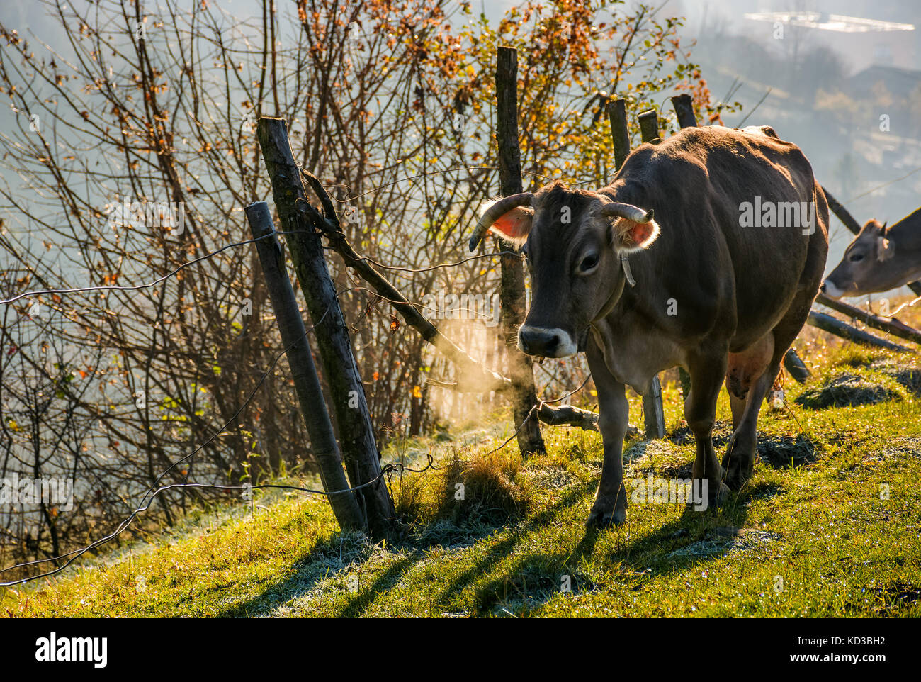 Vache roux près de la clôture sur coteau sur matin brumeux. belle campagne scenery Banque D'Images