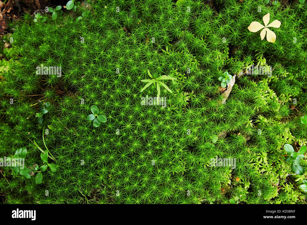 Parmi les petites plantes vert mousse massive sous la forme d'astérisques Banque D'Images Parmi les petites plantes vert mousse massive sous la forme d'astérisques Banque D'Images