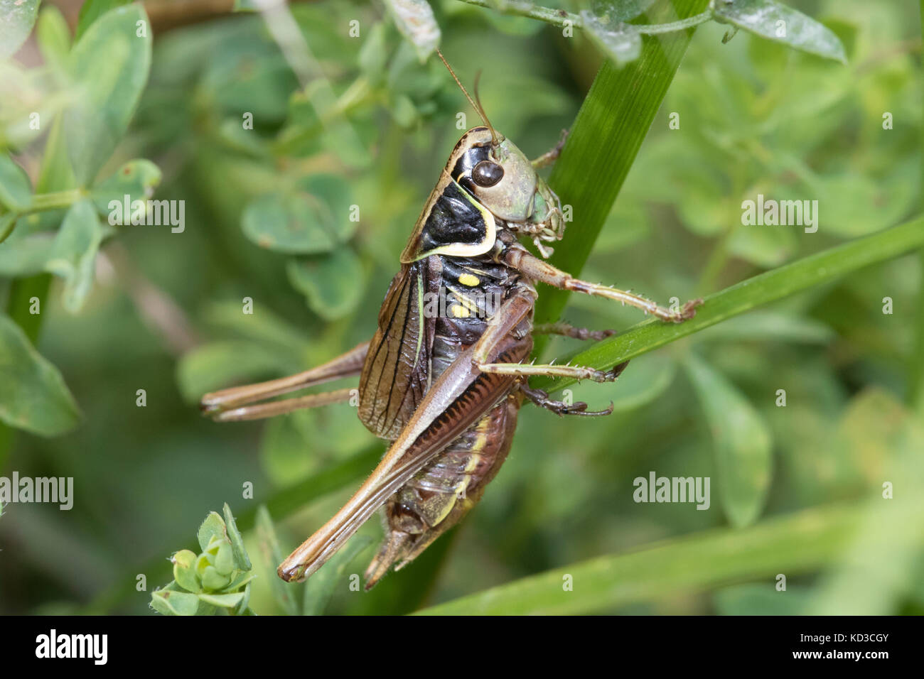 Roesel mâle's bush-cricket (metrioptera roeselii) Banque D'Images