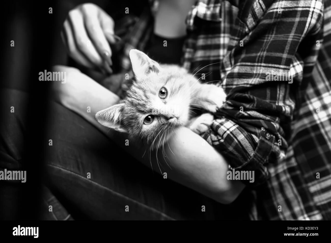 Un chat errant dans l'escalier Banque D'Images