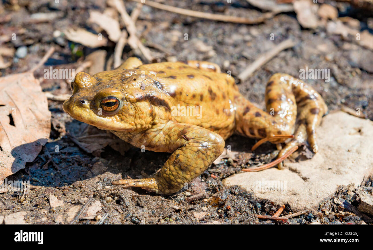 Crapaud commun (Bufo bufo), saison des amours, stallauer weiher, Bavière, Allemagne Banque D'Images