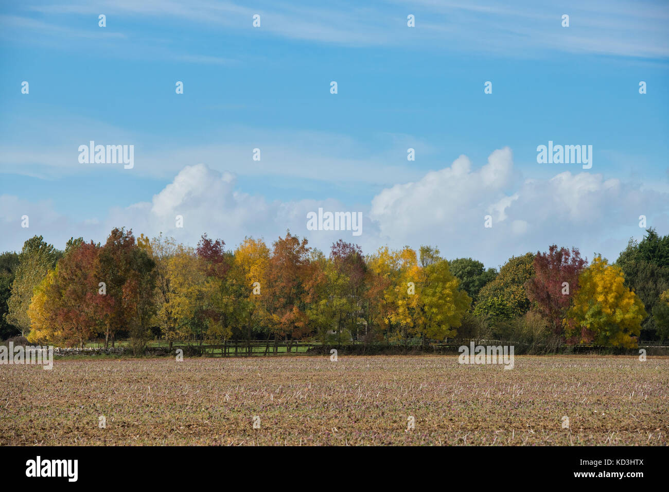 Ligne d'arbre en automne dans la campagne des Cotswolds. Le Gloucestershire, Angleterre Banque D'Images