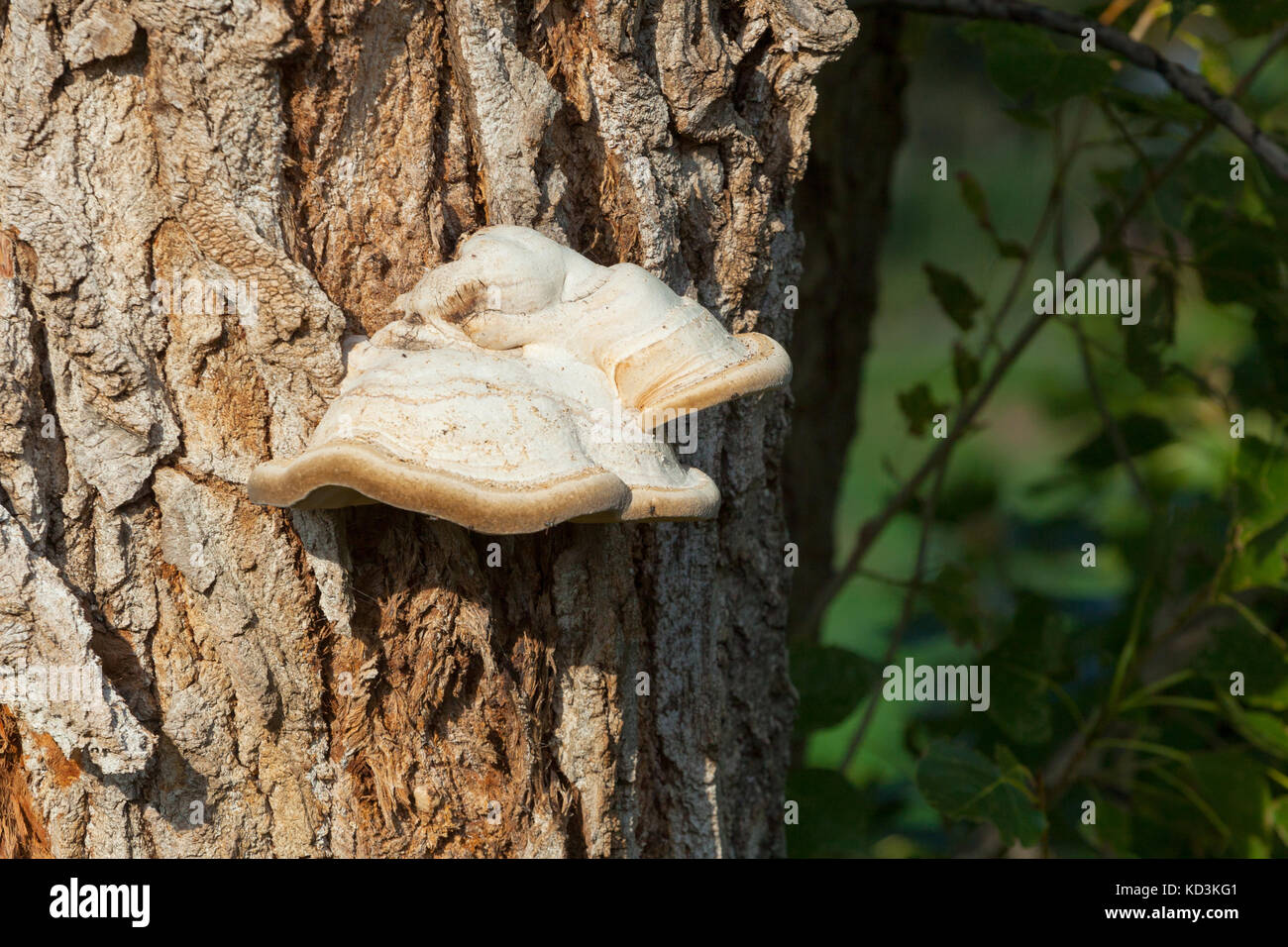Les champignons sur l'arbre. un morceau d'un tronc d'arbre avec un bois de champignons. Banque D'Images