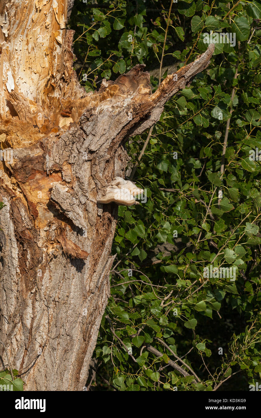 Les champignons sur l'arbre. un morceau d'un tronc d'arbre avec un bois de champignons. Banque D'Images