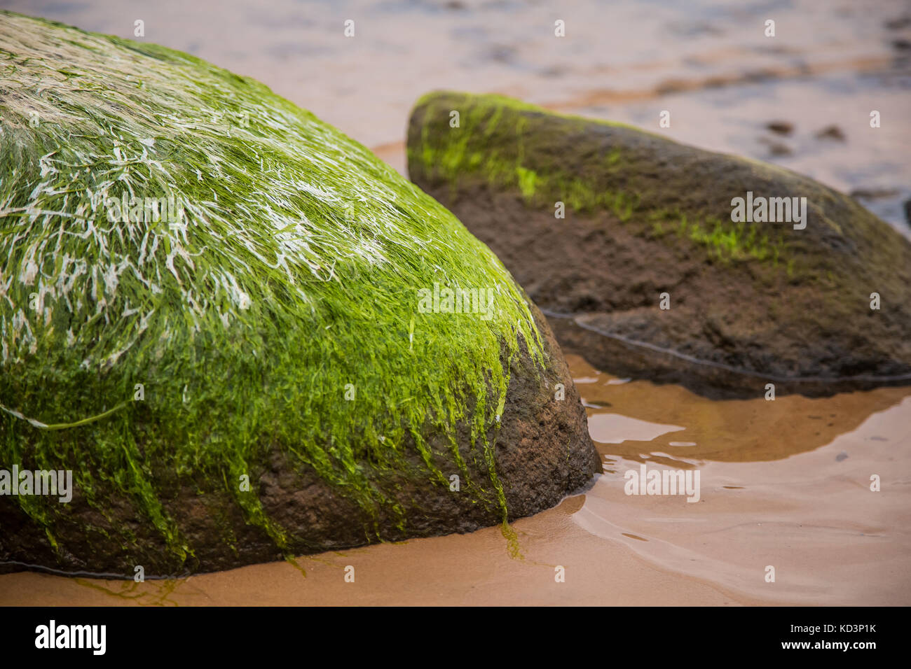 Mousse verte lumineuse sur une mer pierre. d'algues bleues dans la plage naturelle des plantes de bord de mer.. un beau libre de mer couverte de roches. Banque D'Images